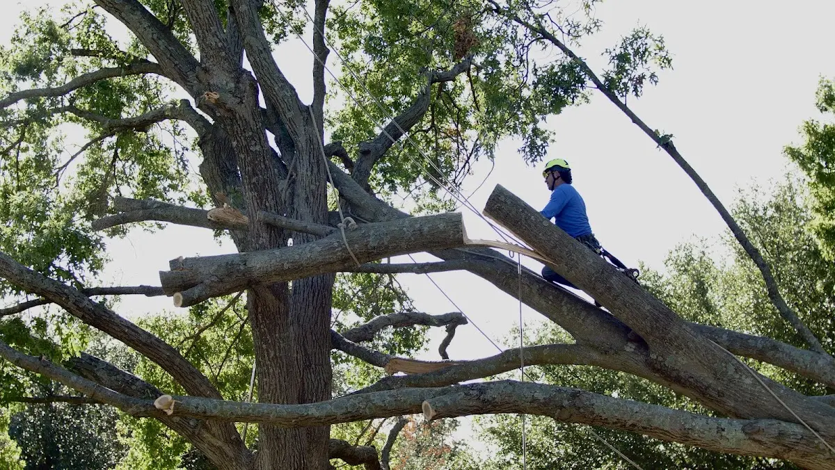 Professional Crown Thinning performed by certified arborists in North Chatham